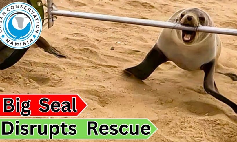 Big Seal Disrupts Rescue