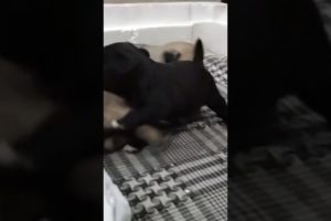 Black Pug puppies #shortsyoutube #dogbreed #viral #germanshepherd #dogbreeds #dogtype #puppyvideos