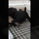 Black Pug puppies #shortsyoutube #dogbreed #viral #germanshepherd #dogbreeds #dogtype #puppyvideos