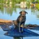 Blind Dog in Flooded City 3 Days Howls on the Roof of Building Until Rescuers Heard Him