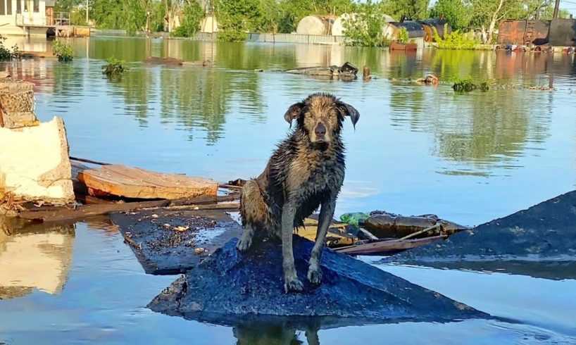 Blind Dog in Flooded City 3 Days Howls on the Roof of Building Until Rescuers Heard Him