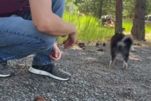 Bowtie Pomsky - The Cutest Puppy Ever