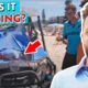 Buggy Almost Set On Fire By Bondi Lifeguard