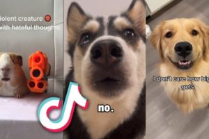 CUTEST Animals from TIKTOK that will MAKE YOUR DAY...