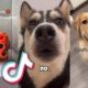 CUTEST Animals from TIKTOK that will MAKE YOUR DAY...