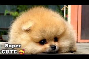 CUTEST PUPPIES AND CATS Compilation 2023😍