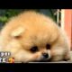 CUTEST PUPPIES AND CATS Compilation 2023😍