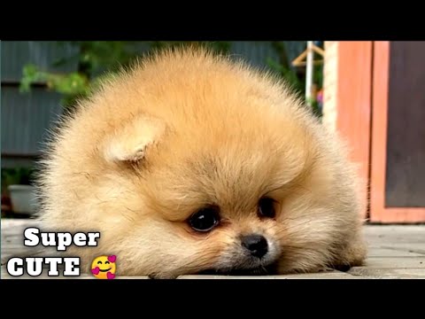 CUTEST PUPPIES AND CATS Compilation 2023😍