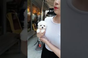 CUTEST PUPPIES   walking too well baby bichonfrise   Teacup puppies  shorts1080P HD