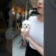CUTEST PUPPIES   walking too well baby bichonfrise   Teacup puppies  shorts1080P HD