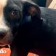 Cachorro tímido rescatado pide caricias por primera vez | El Dodo