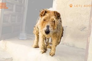 Can A Dog With a Tumor Love After Being Chained To A Wall All Its Life - Viktor Rescues Chained Dog