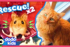 Can Rescuers Save A Frozen Mouse And A Lonely Kitten? | Dodo Kids | Rescued!