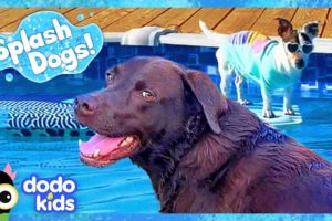 Can Splash Dogs Conquer The Pool And The Ocean? | Dodo Kids