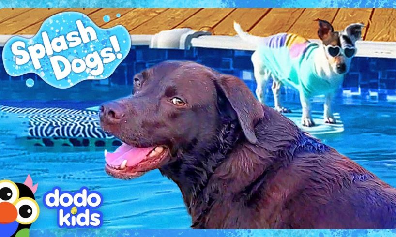 Can Splash Dogs Conquer The Pool And The Ocean? | Dodo Kids