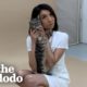 Cat Dumped For Being 'Aggressive' Transforms Into A Lovebug | The Dodo