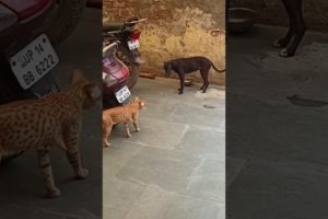 Cat trying to fight with puppy | #tranding #shorts #youtubeshorts