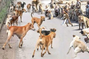 Chaos In India! Angry Monkeys Pulling Together To The Village Kill All Dogs To Avenge For Their Baby