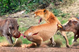 Craziest Animal Fights of All Time 2023 ! Angry Warthog Attacks