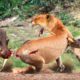 Craziest Animal Fights of All Time 2023 ! Angry Warthog Attacks