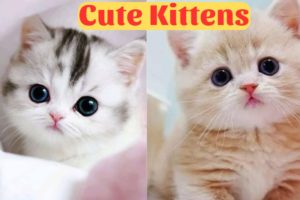 Cute Animals 2023  - Funny Cats and Cute Kittens Playing Compilation - Part 1