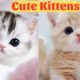 Cute Animals 2023  - Funny Cats and Cute Kittens Playing Compilation - Part 1