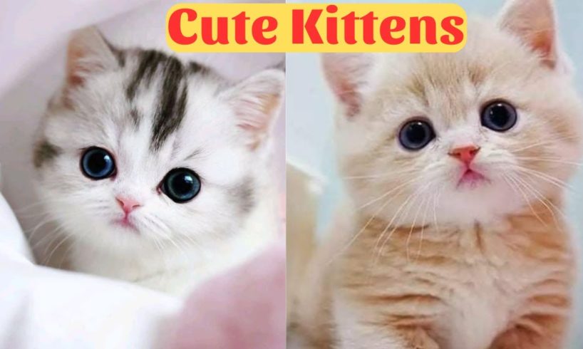 Cute Animals 2023  - Funny Cats and Cute Kittens Playing Compilation - Part 1