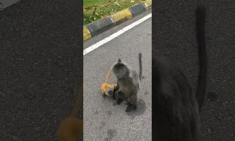 Cute Baby Monkey Playing with her Mom 🐒❤ #viral #animals #shorts