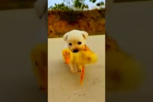 Cute Baby Puppy 🐕 and Duck 🐤 | #viral #trending #shorts |