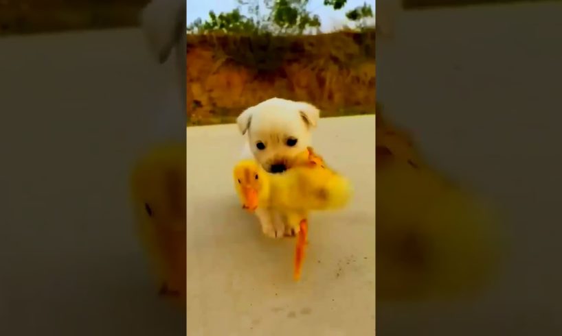 Cute Baby Puppy 🐕 and Duck 🐤 | #viral #trending #shorts |