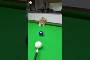 Cute Cat Playing Snooker 😺 | #cat #pets #animal #cutecats