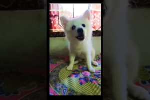 Cute Dog video 🐶😅#shorts #dogs #cute #youtubeshorts #funny