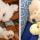 Cute Puppies Help You Relax After Tiring Day 🐶🥰| Cute Puppies| Cute Puppies