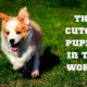 🐶Cute Puppies  in the world - Cutest Dogs