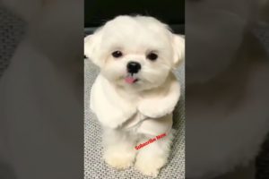 Cute Puppy 🥰 dog barking #shorts