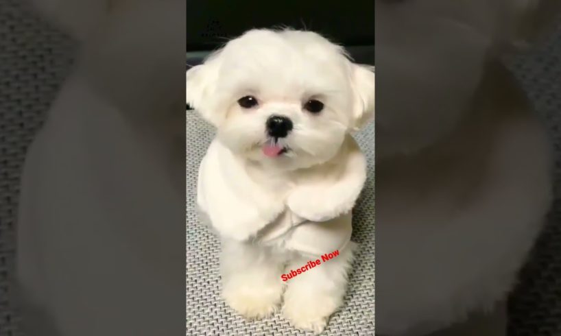 Cute Puppy 🥰 dog barking #shorts