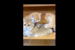 Cute Sleepy Kittens Playing: Cute Animals - Part 2