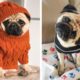 😍Cute & Funny Pug Puppies Videos That Are IMPOSSIBLE Not To Aww At💖🐶| Cutest Puppies