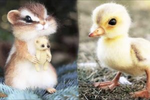 Cute baby animals Videos Compilation cute moment of the animals #16 Cutest Animals 2023