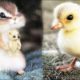 Cute baby animals Videos Compilation cute moment of the animals #16 Cutest Animals 2023