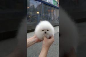 Cute white miniteacup Pomeranian puppy video.😘💖