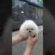 Cute white miniteacup Pomeranian puppy video.😘💖