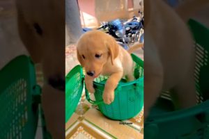 Cute लब्राडोर Labrador Puppy🐶 #labrador  || Dog Lover