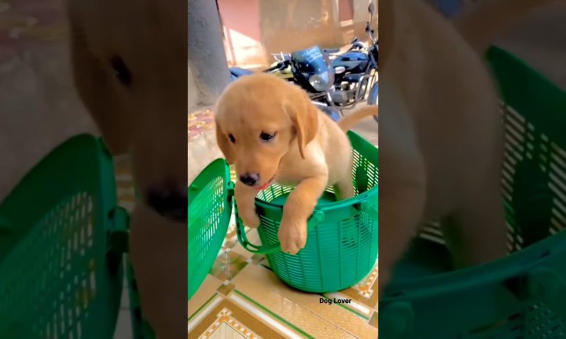Cute लब्राडोर Labrador Puppy🐶 #labrador || Dog Lover