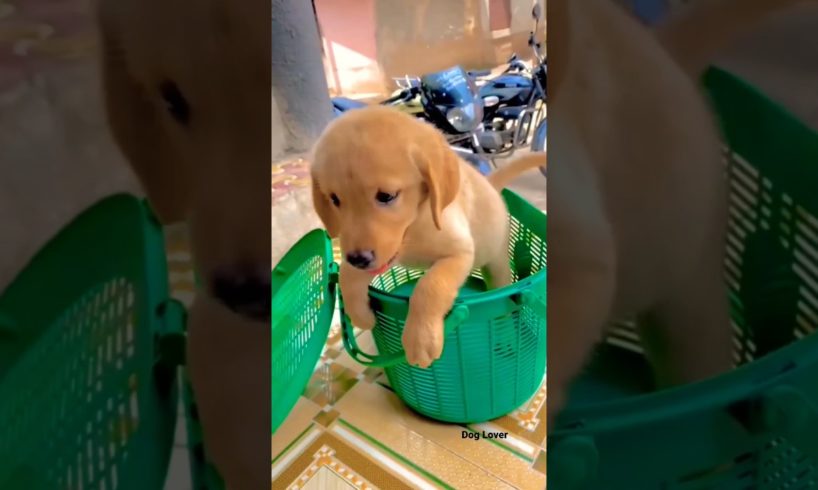 Cute लब्राडोर Labrador Puppy🐶 #labrador  || Dog Lover