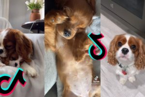 😍 Cutest Cavalier King Charles Spaniel Dog 😂 Funny and Cute Cavalier Puppies and Dogs Videos