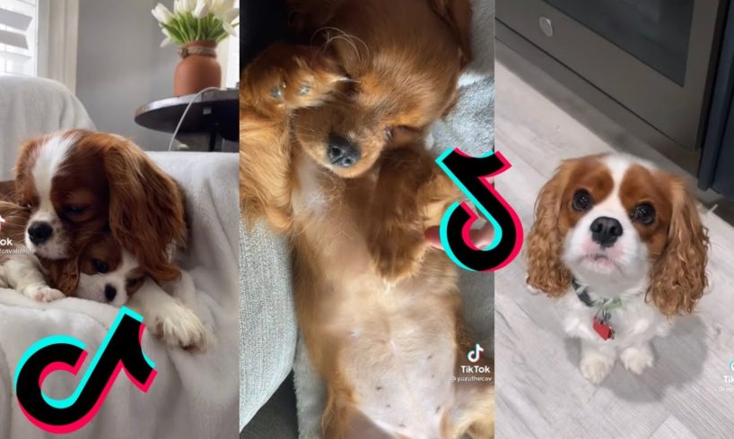 😍 Cutest Cavalier King Charles Spaniel Dog 😂 Funny and Cute Cavalier Puppies and Dogs Videos