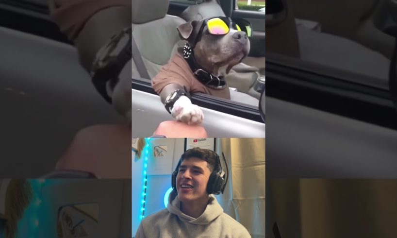 Cutest Puppies In The World #3