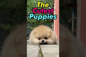 Cutest Puppies Will Make You Go Awww! ❤️ #shorts #puppies #relaxingmusic #doglovers #puppy