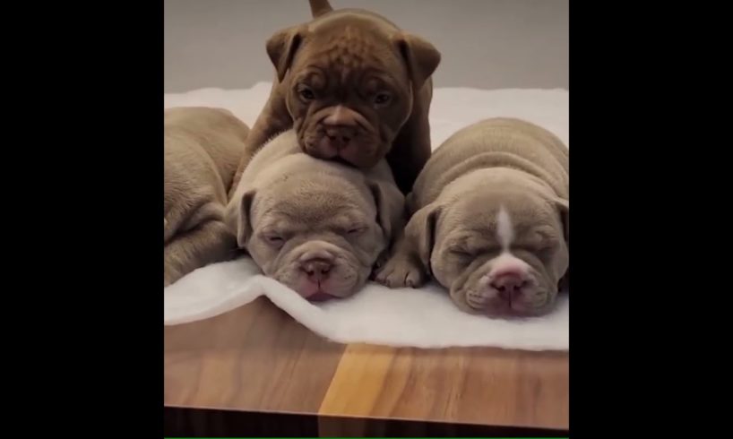 Cutest Puppies! #americanbullies #canada #dog #bully #exotic #montreal #abkcbully #bullybreed #pet